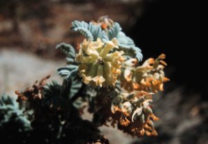 FloraVtaca native plant
